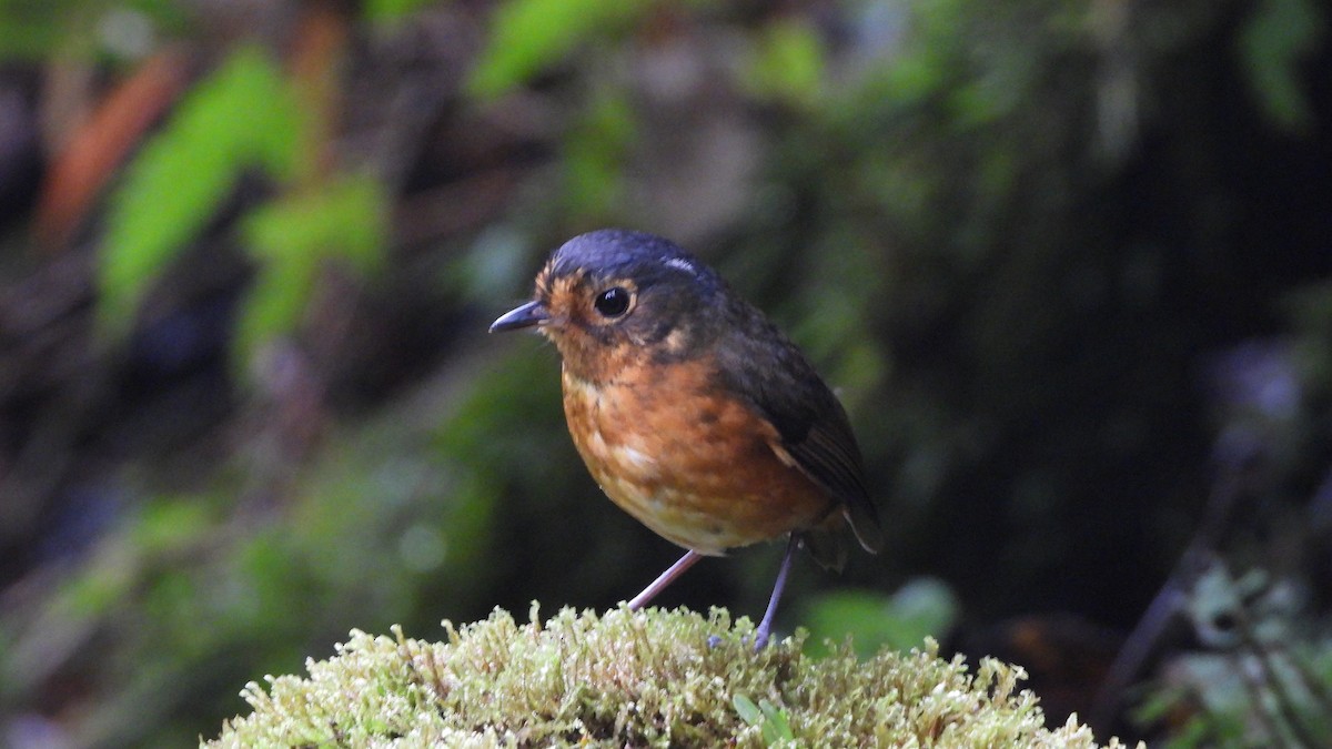 Slate-crowned Antpitta - ML636829423