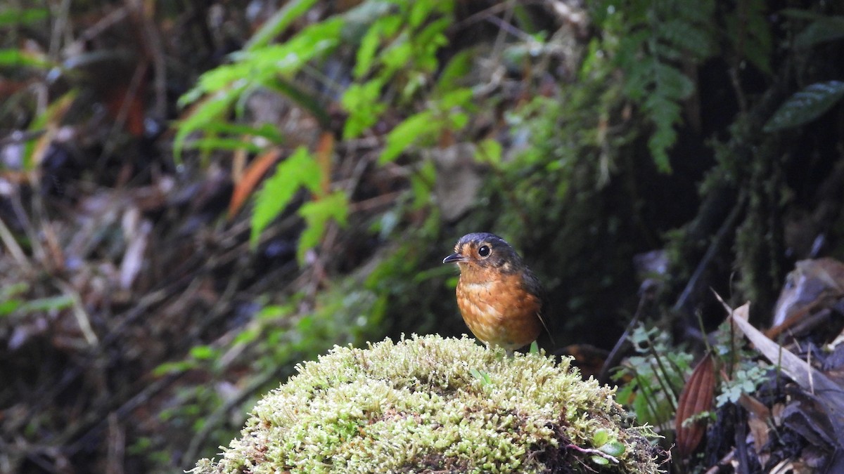 Slate-crowned Antpitta - ML636829424