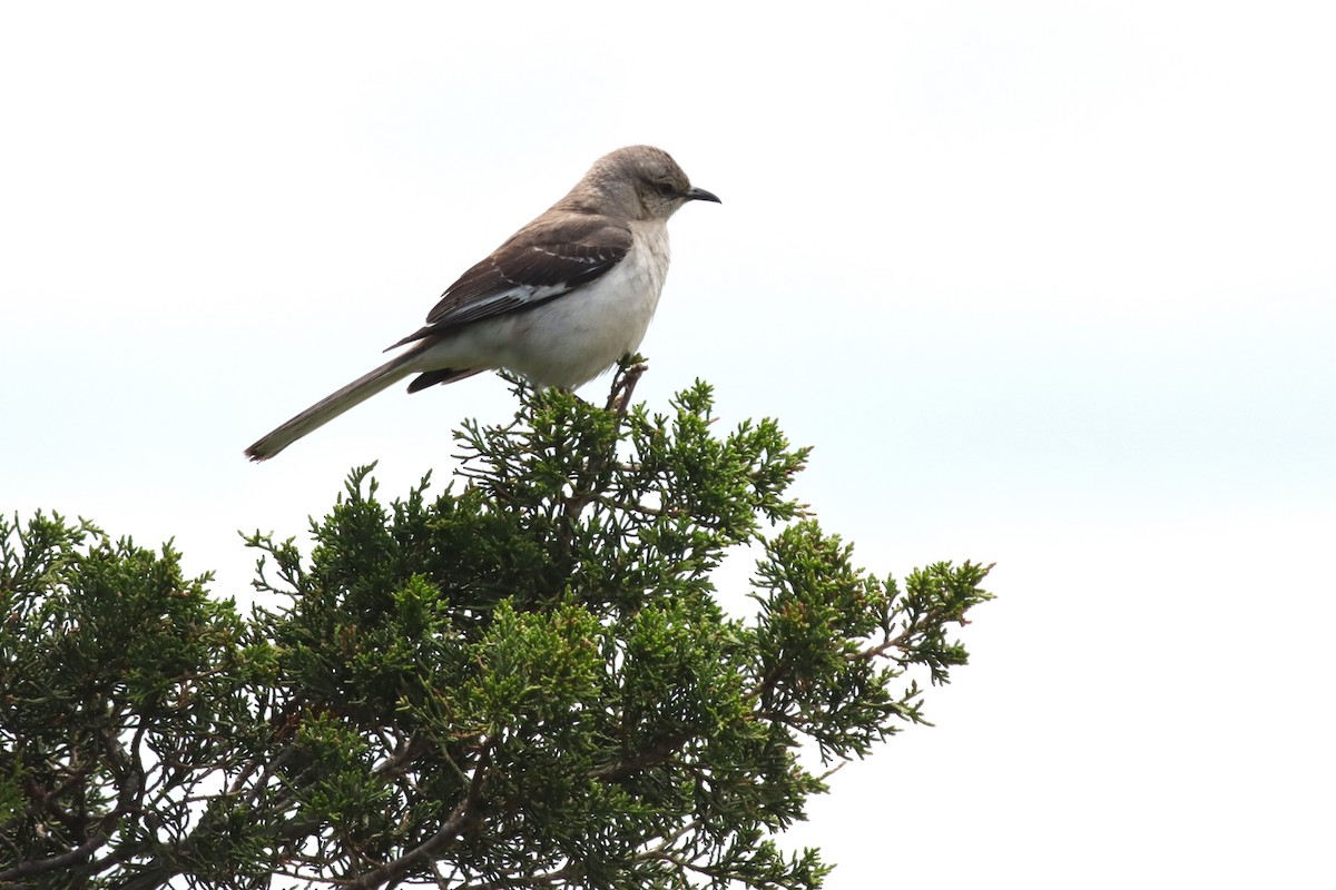 sangspottefugl - ML636829510