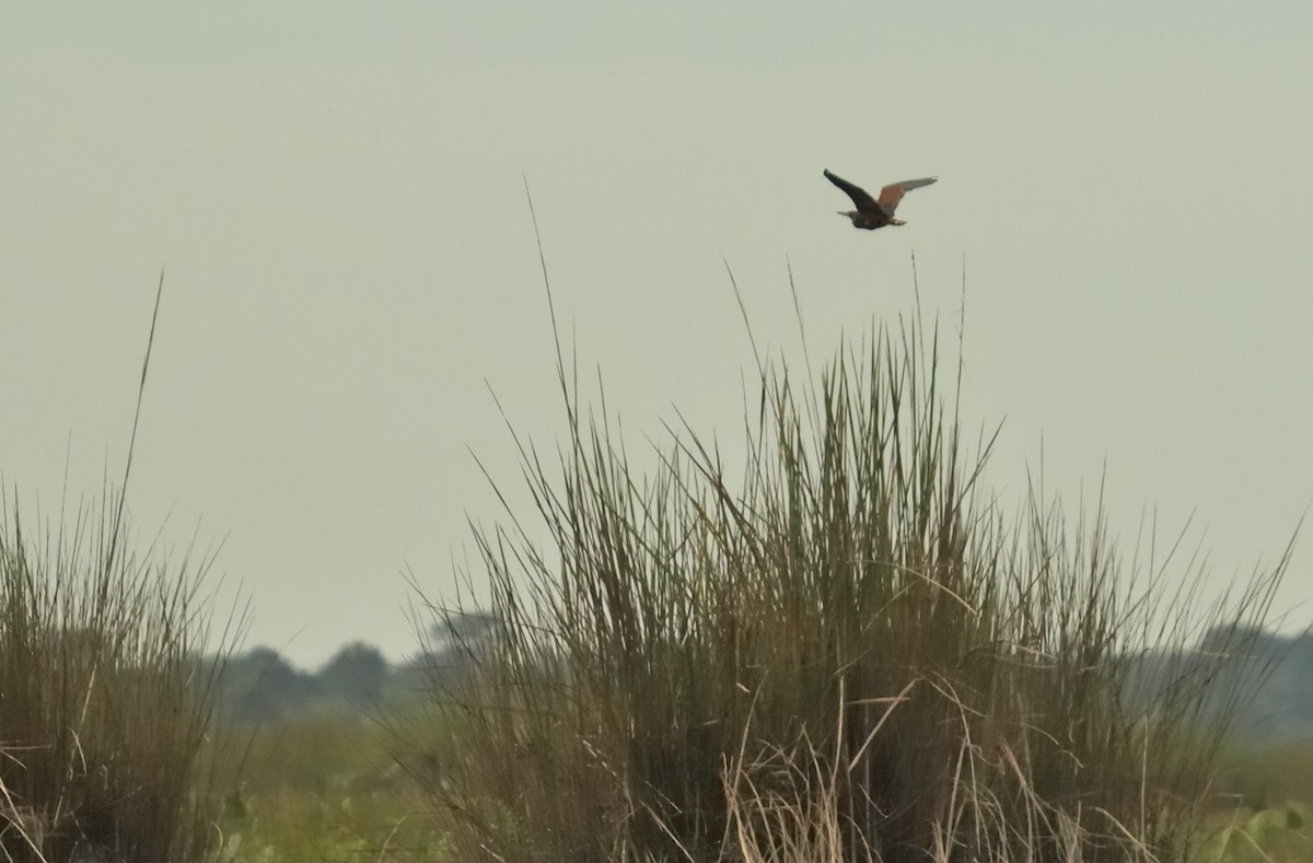 Rufous-bellied Heron - ML636829513