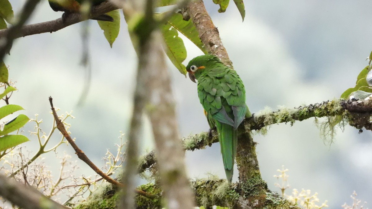 Golden-plumed Parakeet - ML636829536