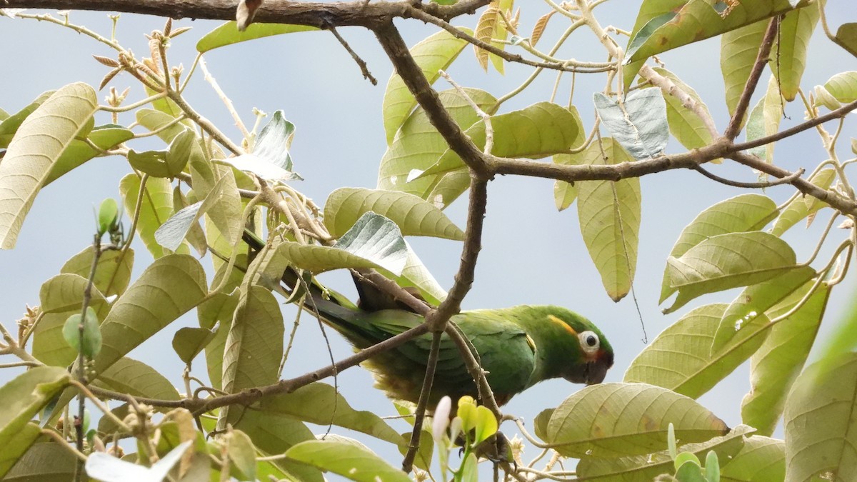 Golden-plumed Parakeet - ML636829537