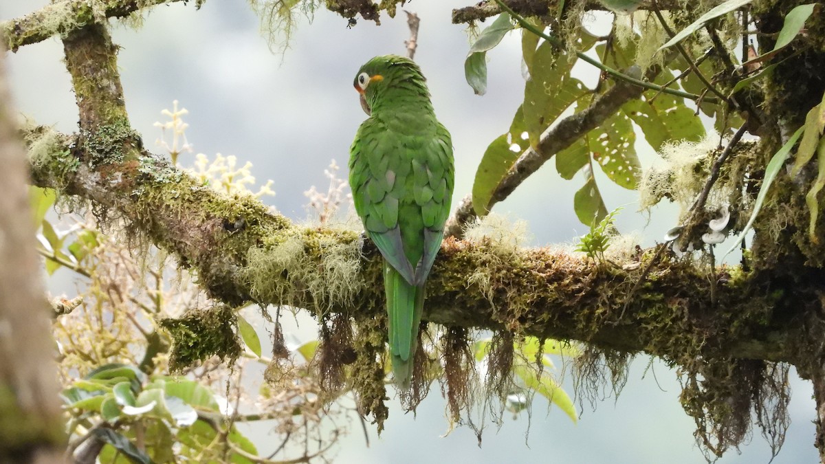 Golden-plumed Parakeet - ML636829538
