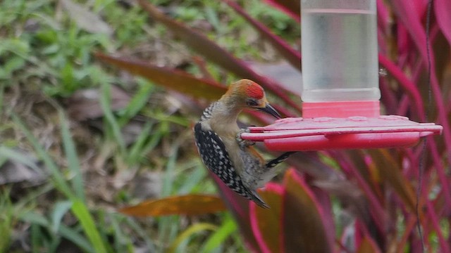 Red-crowned Woodpecker - ML636829549