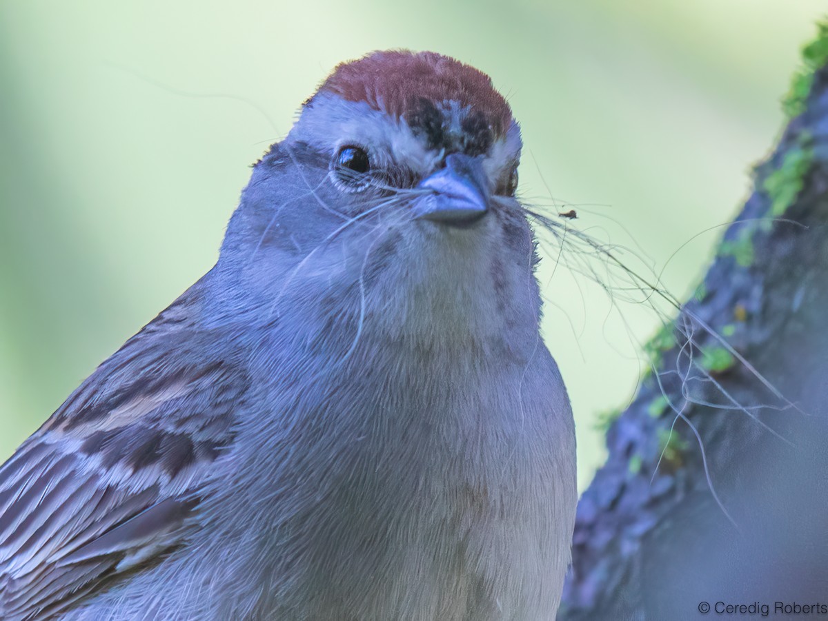 Chipping Sparrow - ML636829552