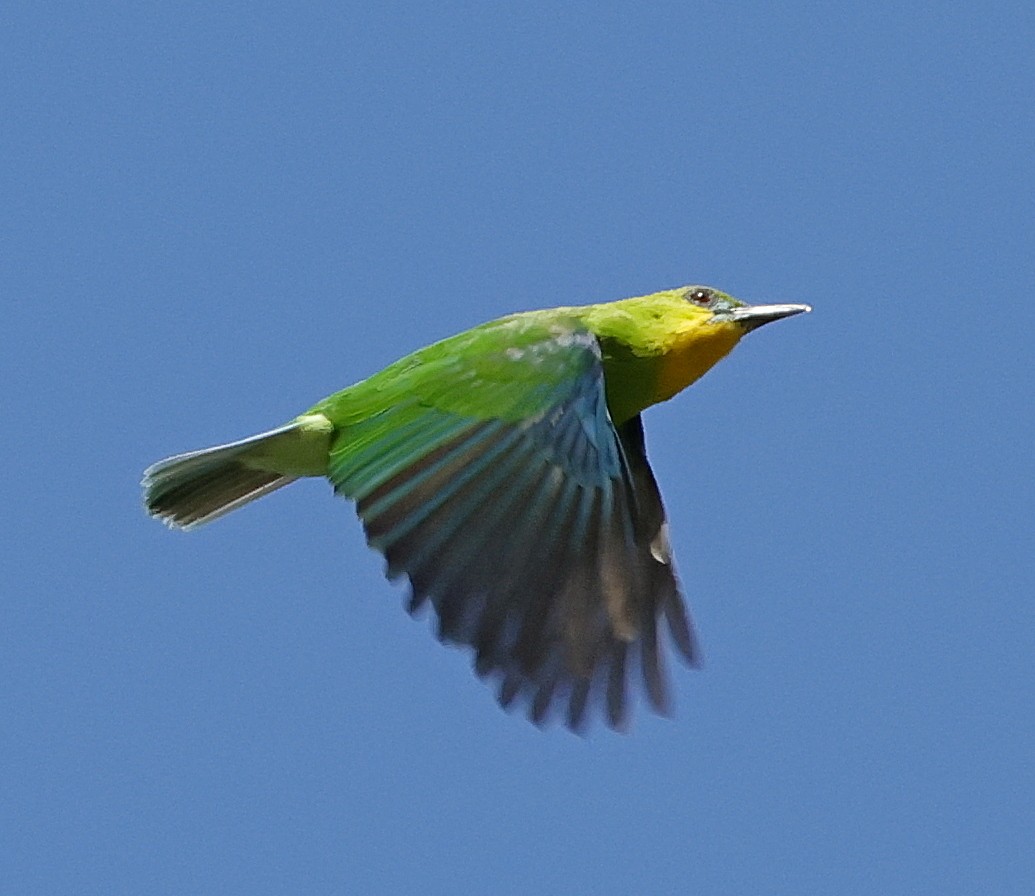 Yellow-throated Leafbird - ML636829562