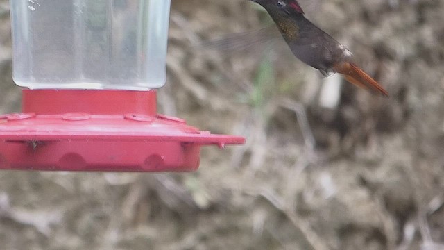 Ruby-topaz Hummingbird - ML636829596