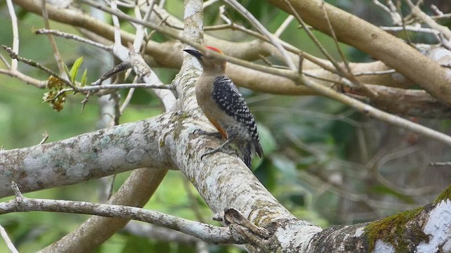 Red-crowned Woodpecker - ML636829602