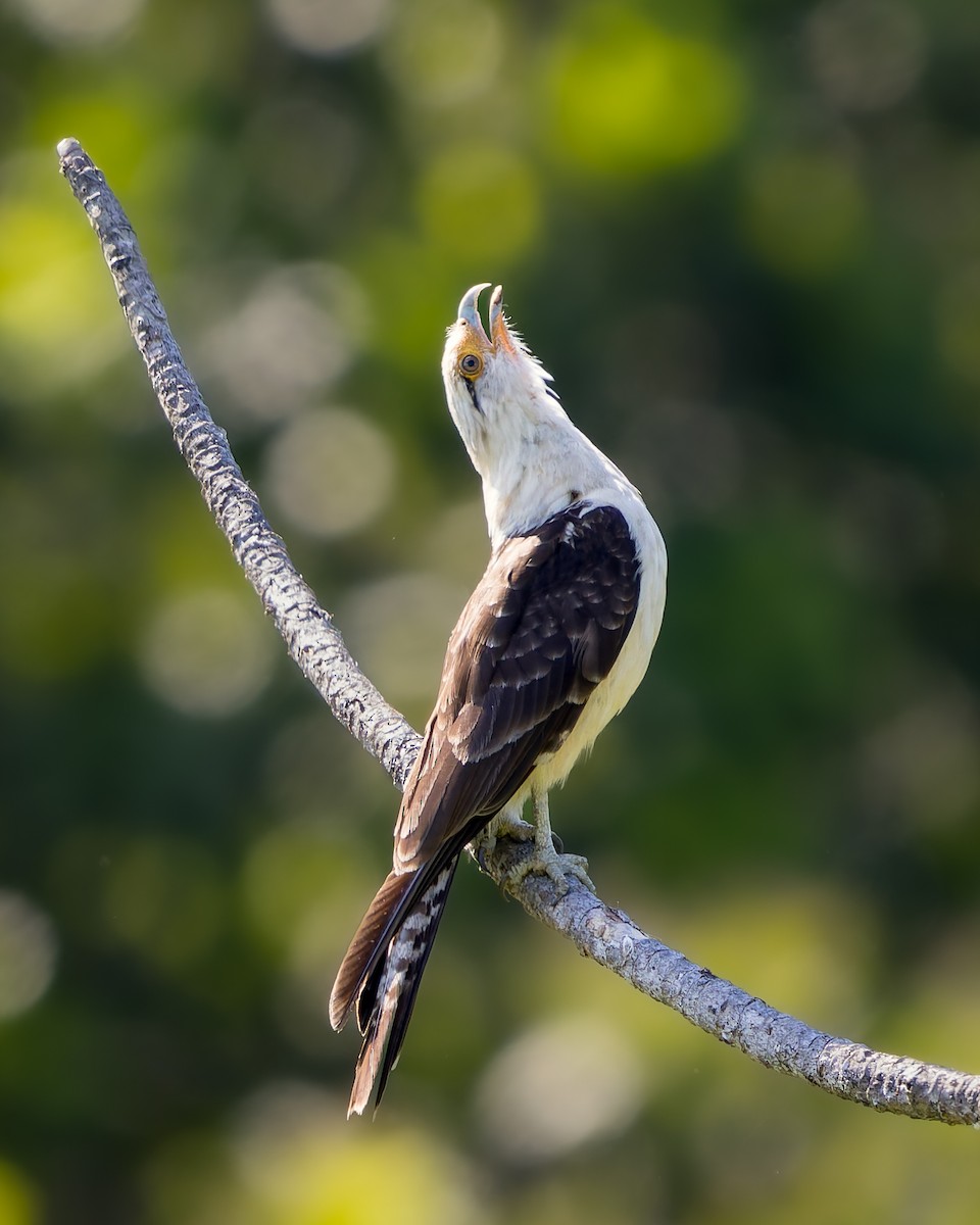 čimango žlutavý - ML636829616