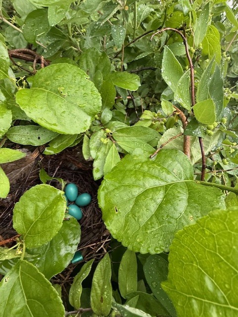 Gray Catbird - ML636829620