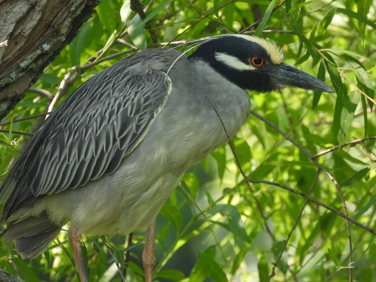 kvakoš žlutočelý - ML636829650