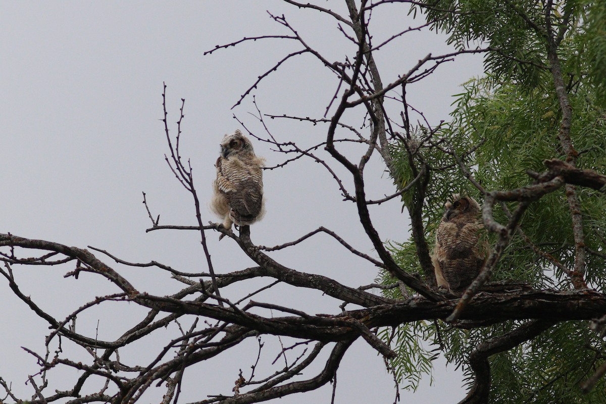 Great Horned Owl - ML636829689
