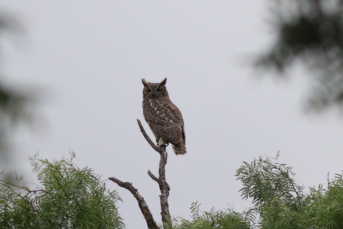 Great Horned Owl - ML636829692