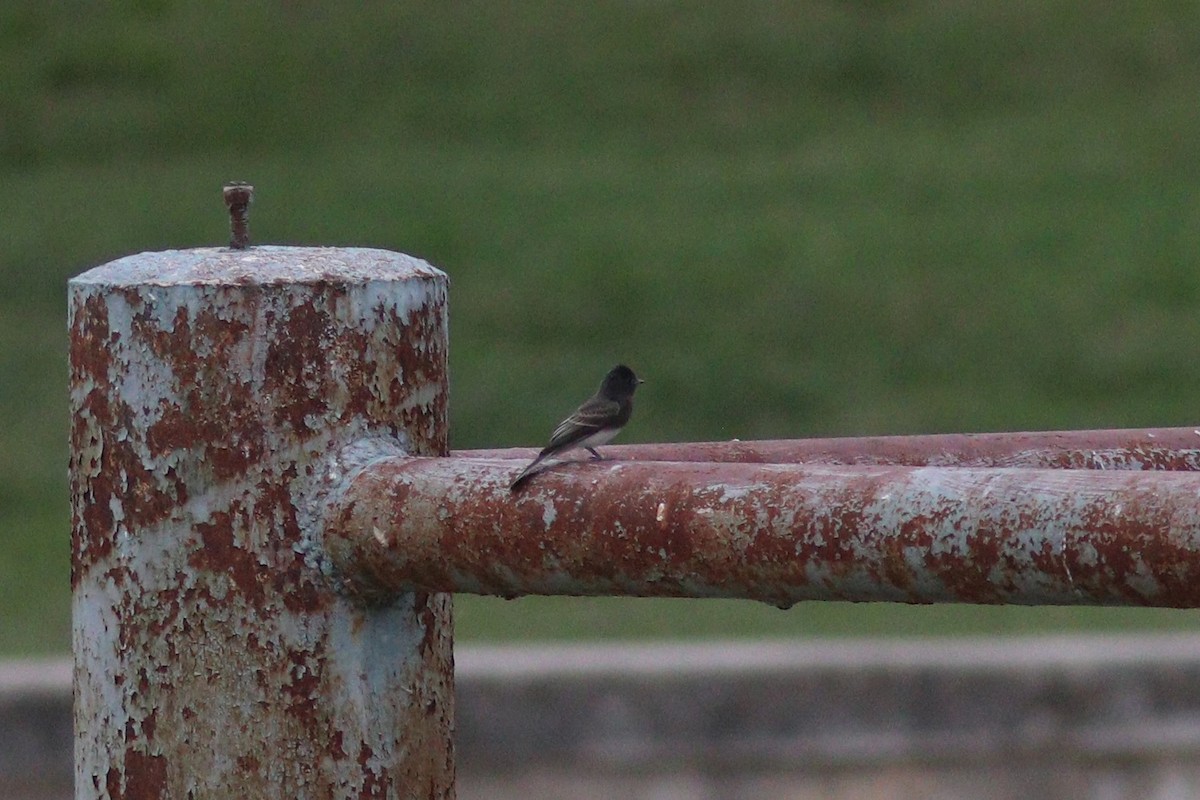 Black Phoebe - ML636829713