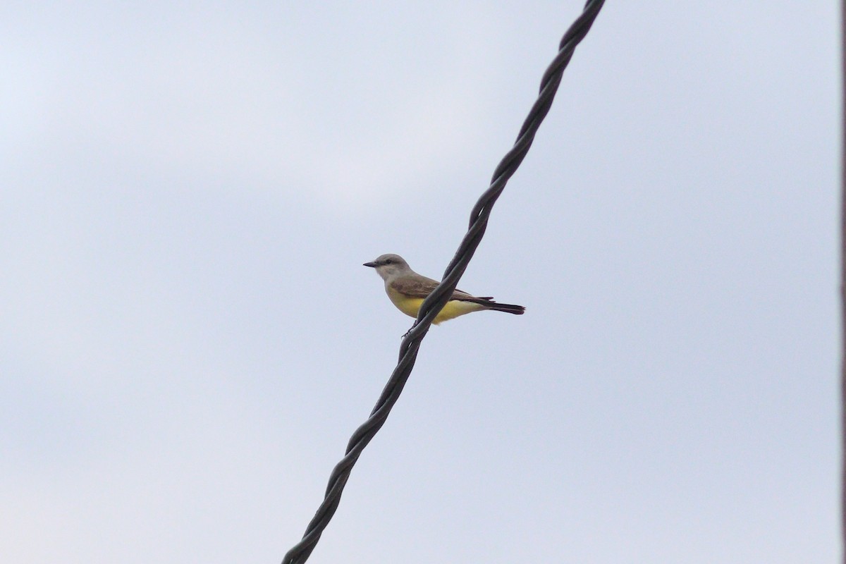Western Kingbird - ML636829724