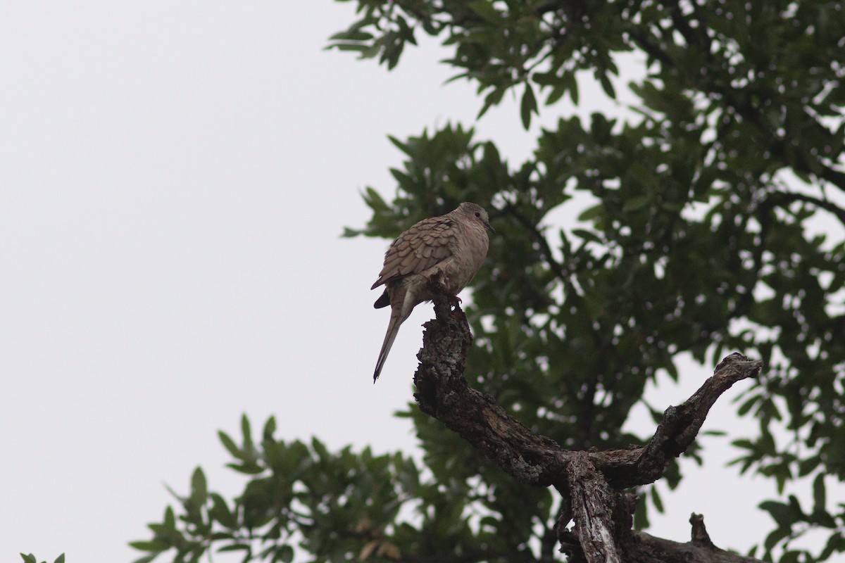 Inca Dove - ML636829727