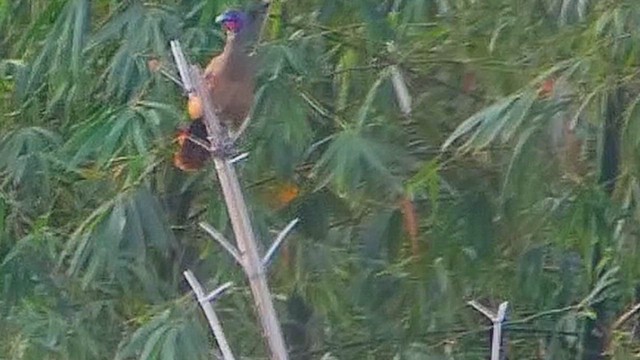 Rufous-vented Chachalaca - ML636829732