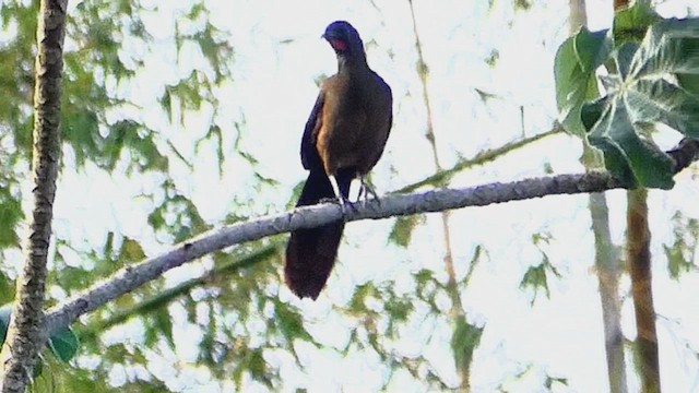 Rufous-vented Chachalaca - ML636829743