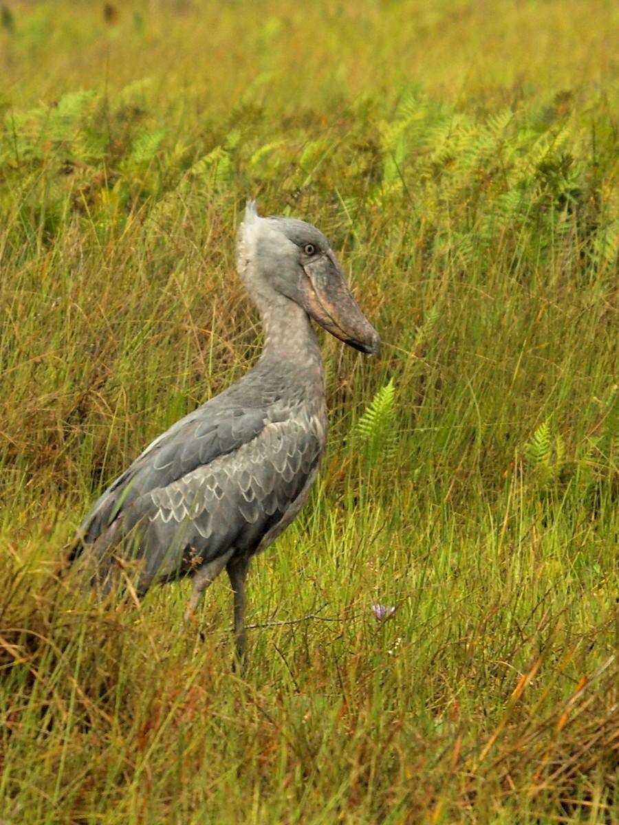 Shoebill - ML636829745