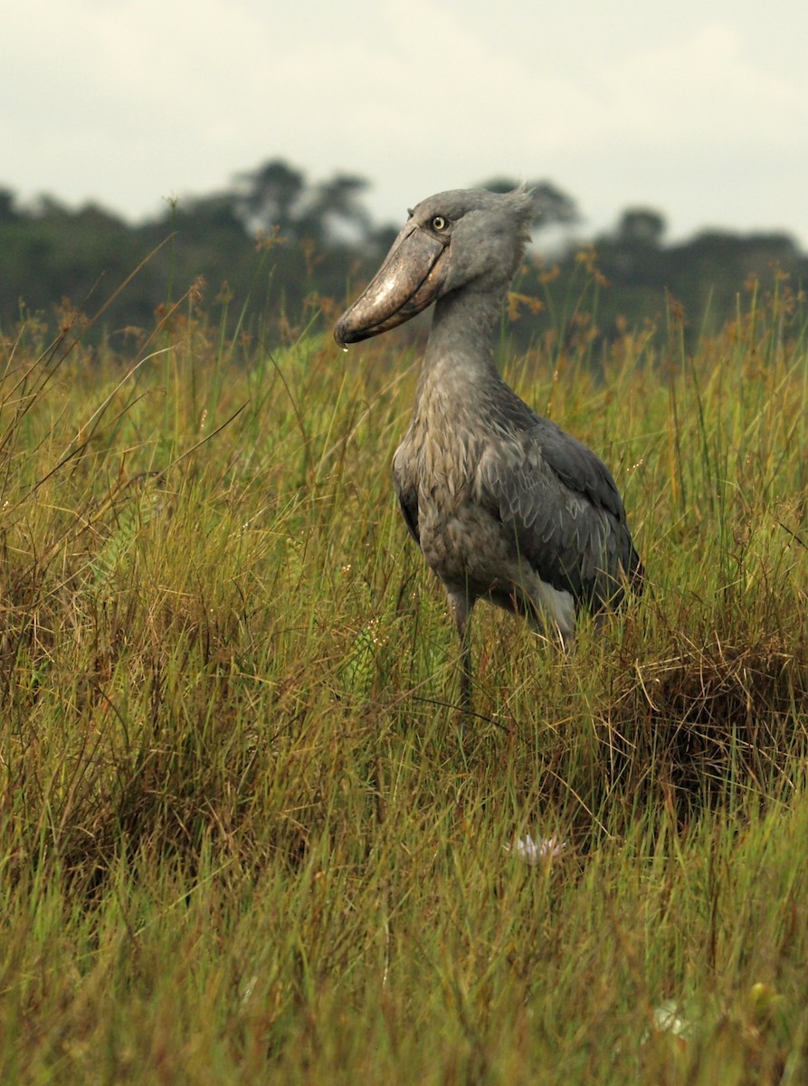 Shoebill - ML636829746