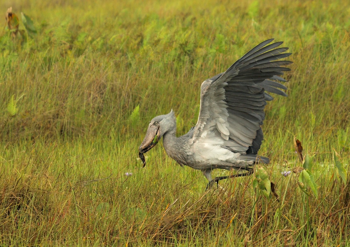 Shoebill - ML636829747