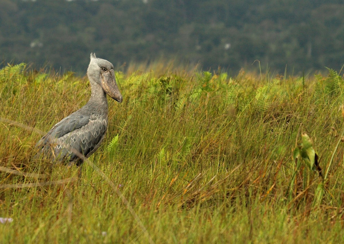 Shoebill - ML636829752
