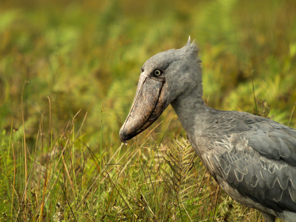 Shoebill - ML636829754