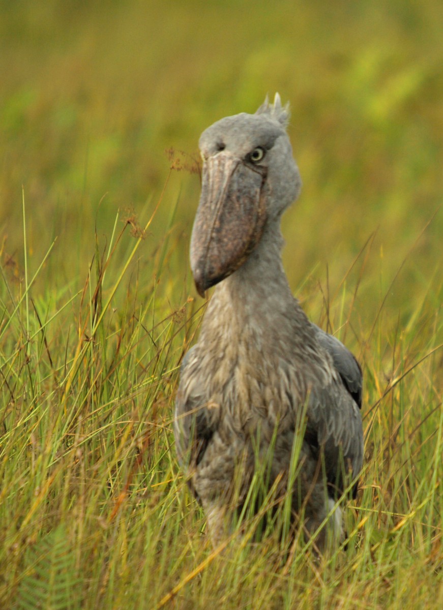 Shoebill - ML636829755
