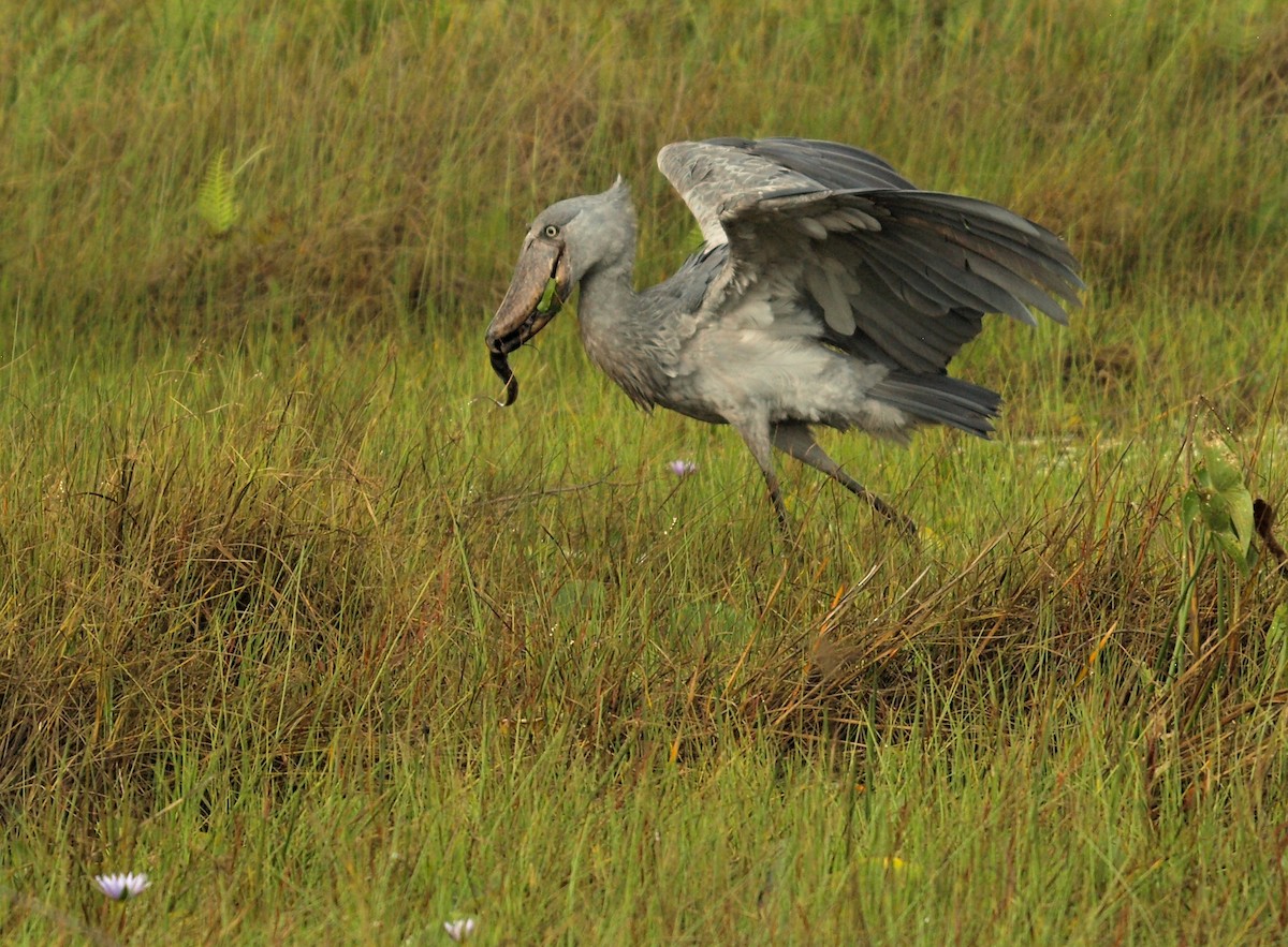 Shoebill - ML636829756