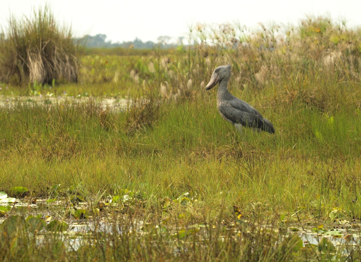 Shoebill - ML636829760