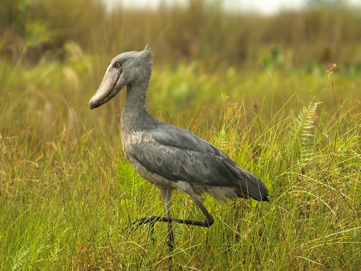 Shoebill - ML636829761