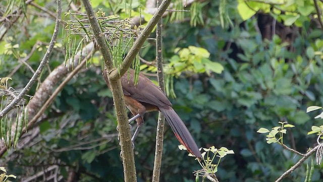 Rufous-vented Chachalaca - ML636829766