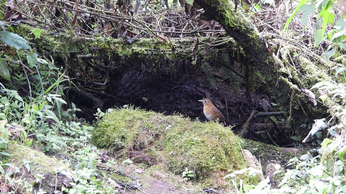 Brown-banded Antpitta - ML636829791