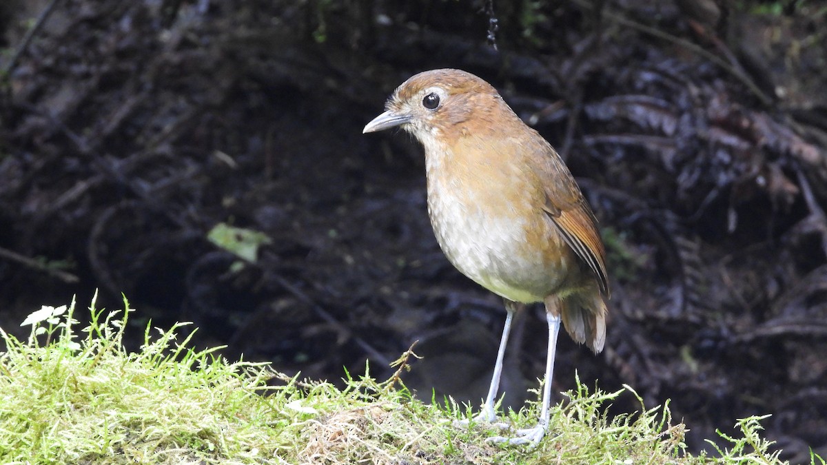 Brown-banded Antpitta - ML636829792
