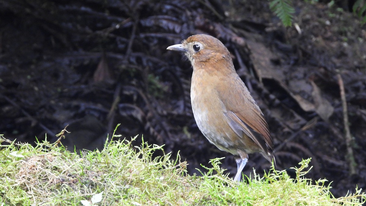Brown-banded Antpitta - ML636829793
