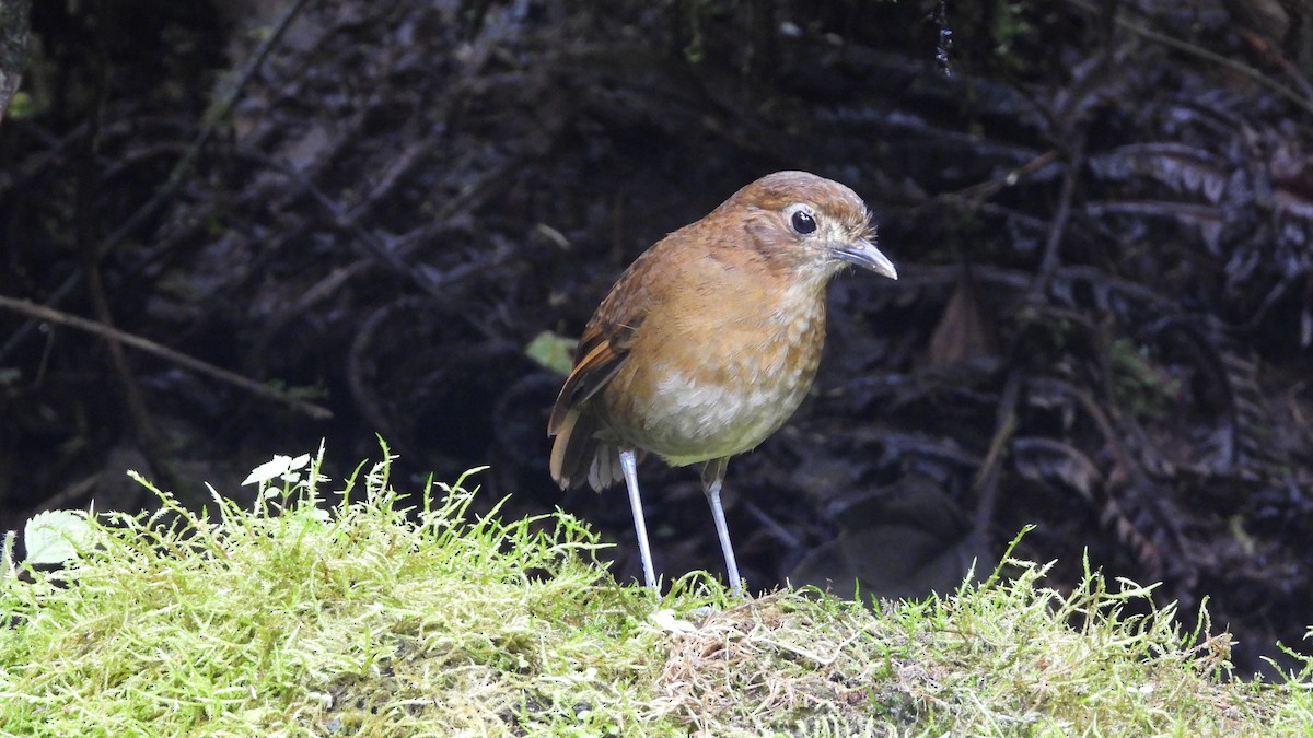 Brown-banded Antpitta - ML636829795