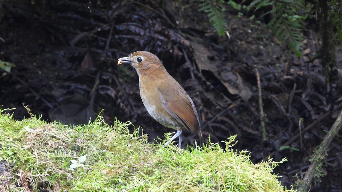 Brown-banded Antpitta - ML636829796