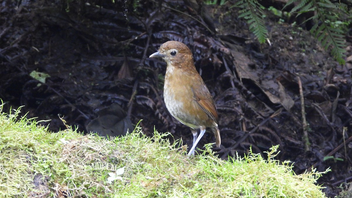 Brown-banded Antpitta - ML636829797