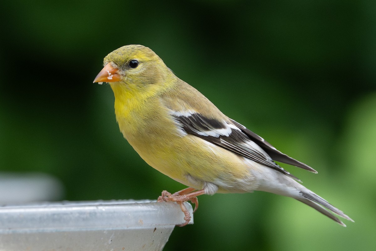 American Goldfinch - ML636829821