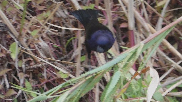 Shiny Cowbird - ML636829822