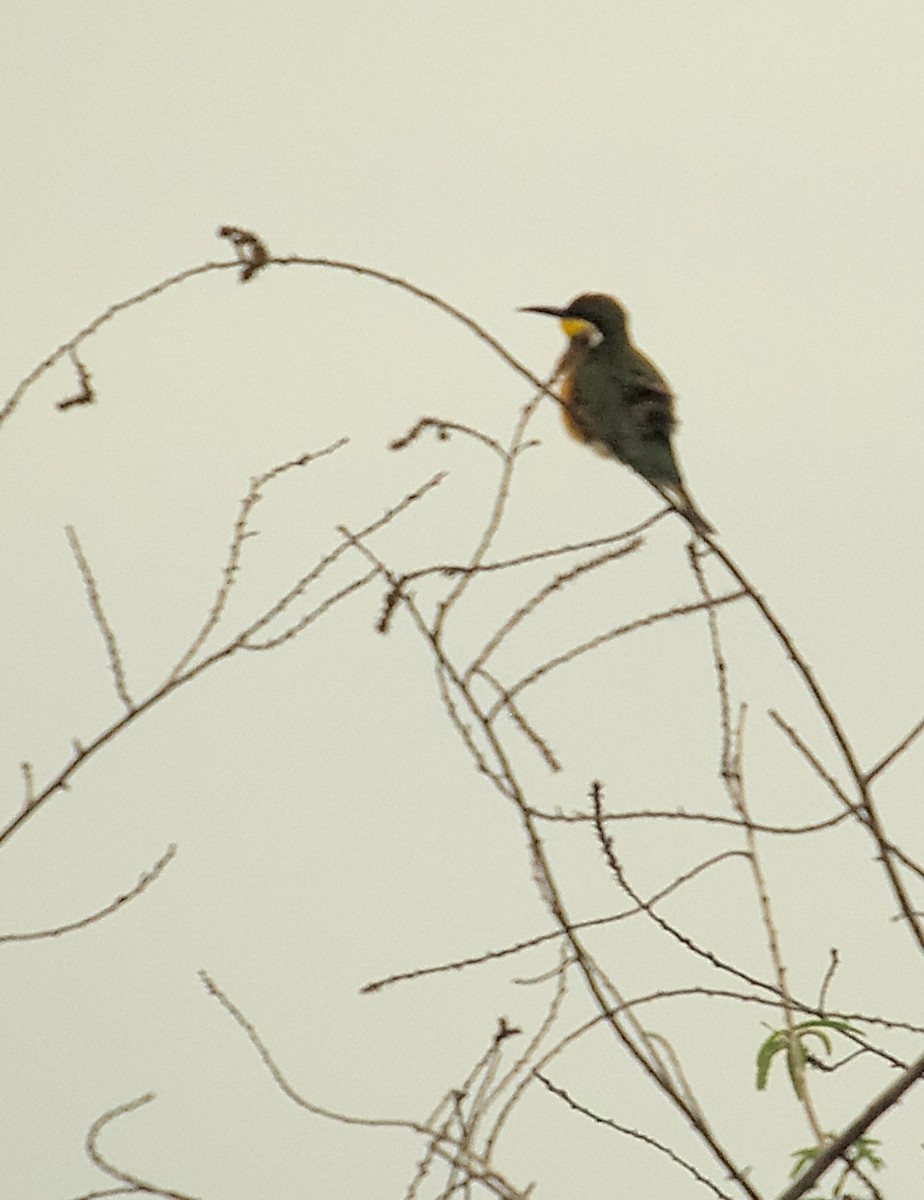 Blue-breasted Bee-eater - ML636829848