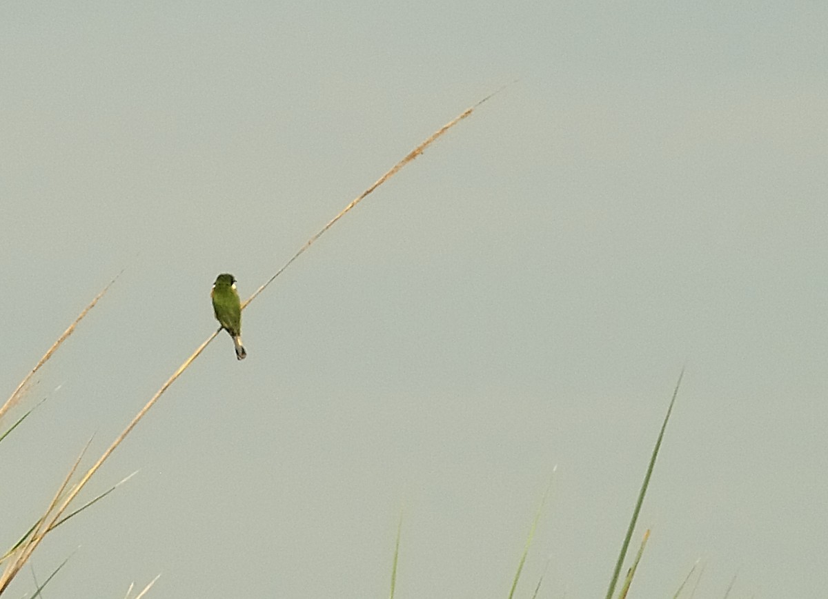 Blue-breasted Bee-eater - ML636829849