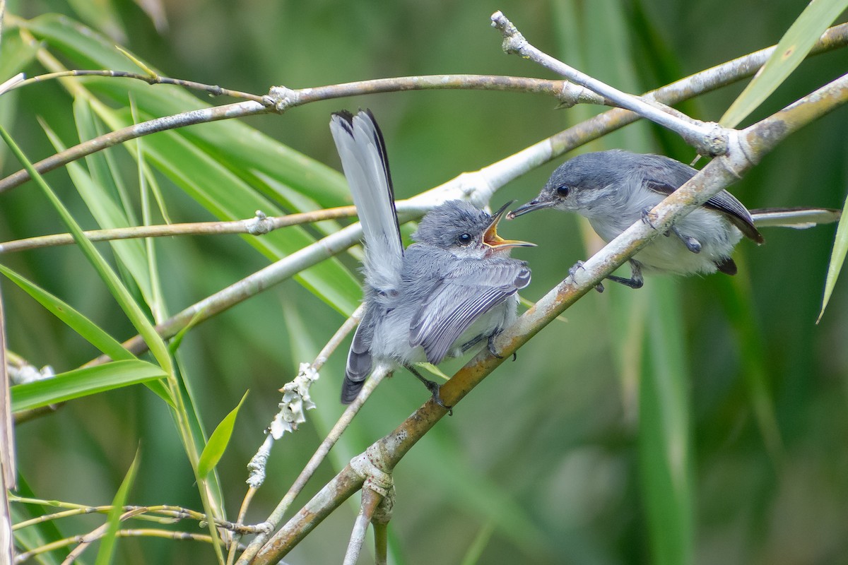 Tropical Gnatcatcher - ML636829851