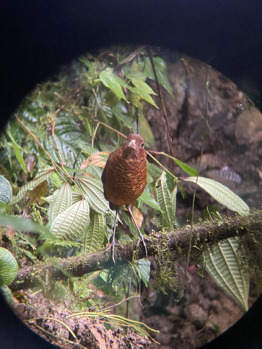 Giant Antpitta - ML636829968