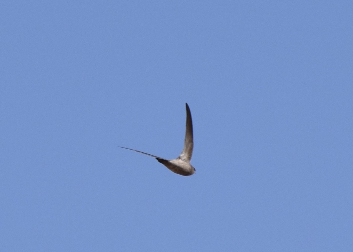 Bradfield's Swift - ML636830000