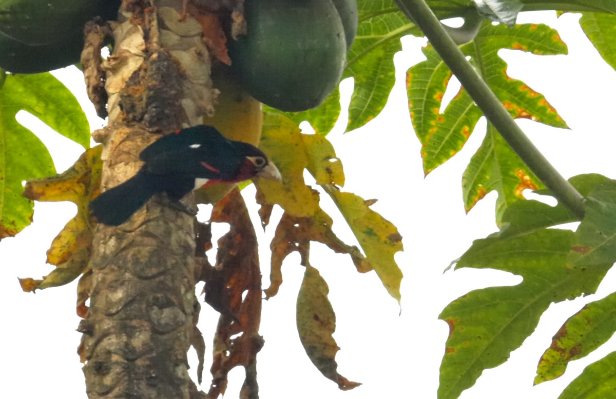 Double-toothed Barbet - ML636830015