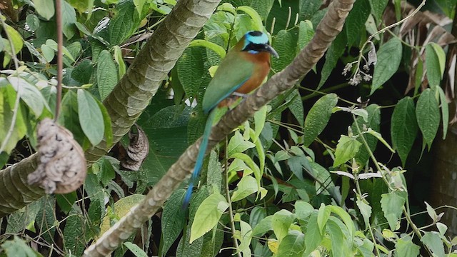 Trinidad Motmot - ML636830100