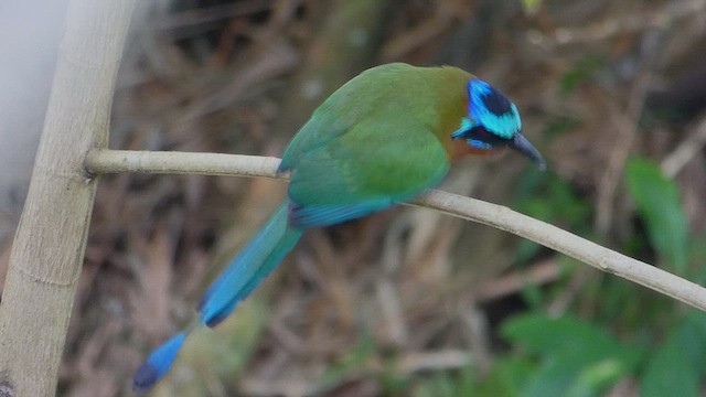 Trinidad Motmot - ML636830108