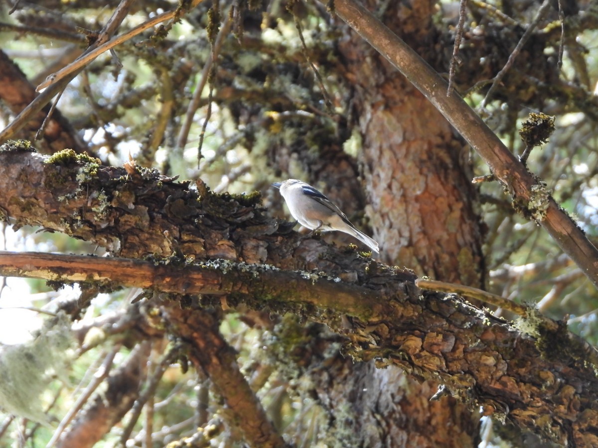 Canary Islands Chaffinch (Canary Is.) - ML636830133