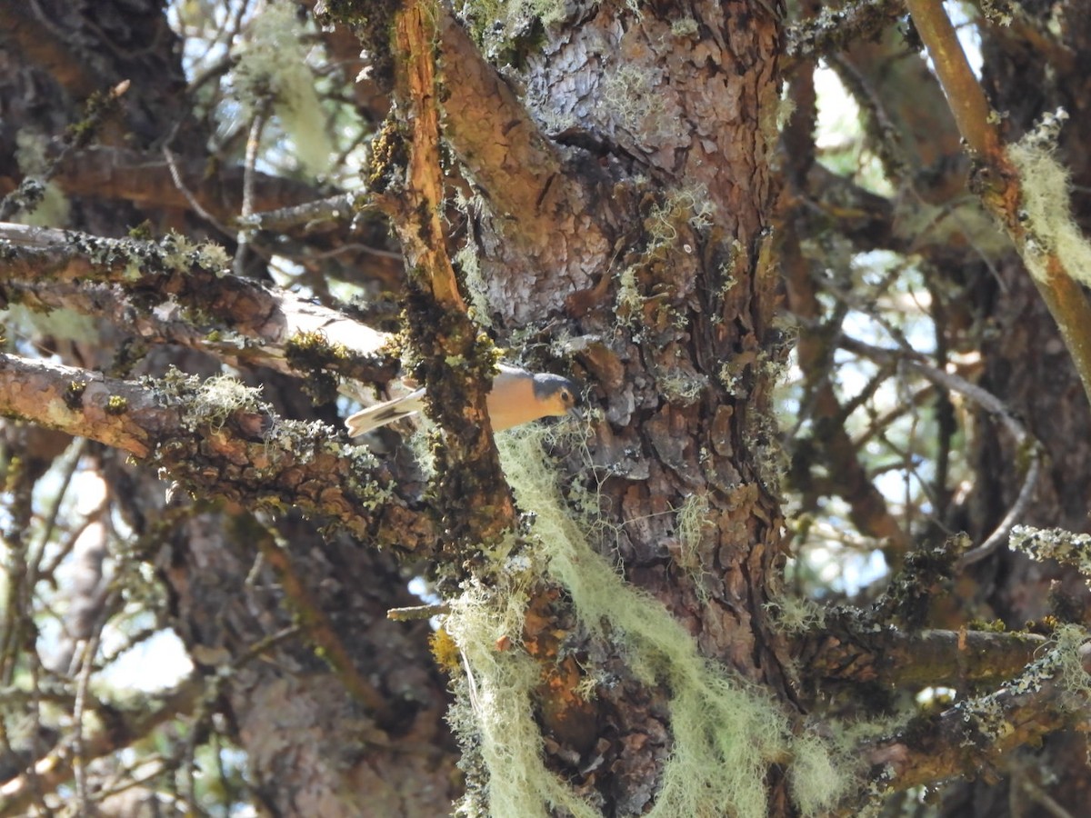 Canary Islands Chaffinch (Canary Is.) - ML636830134